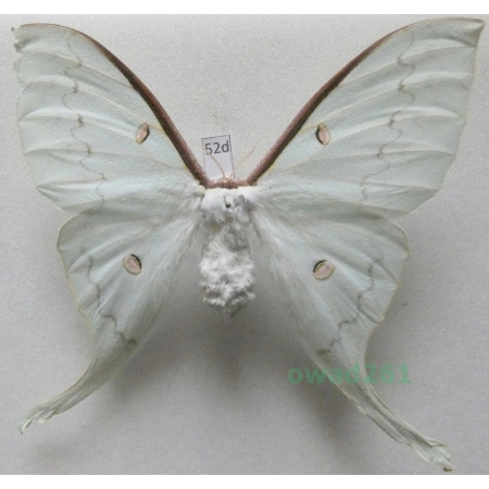 Actias sinensis (Walker, 1855) female ex. ovo Taiwan 96mm52d